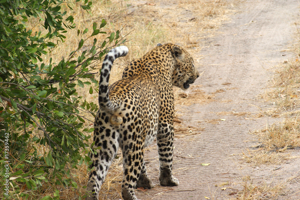 Obraz premium leopard 3