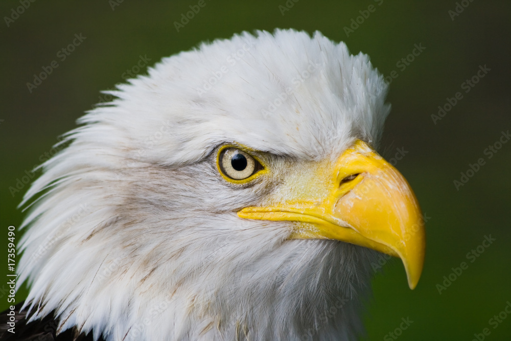 Head of Bald eagle in side angle view Head of Bald eagle in side angle view