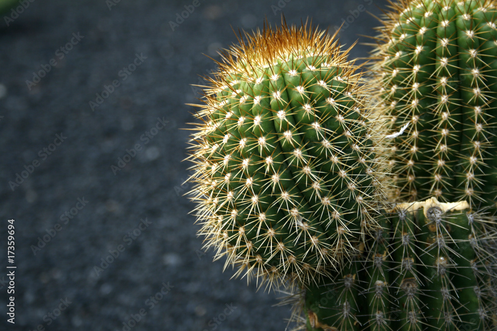 cactus cactus