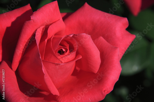 Fototapeta Naklejka Na Ścianę i Meble -  赤いバラ