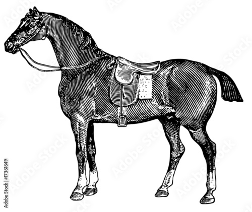 Horse