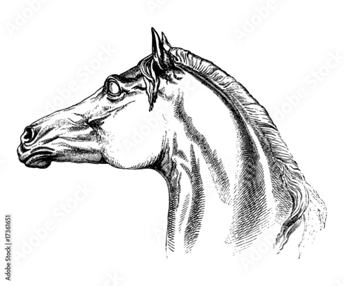 Horse