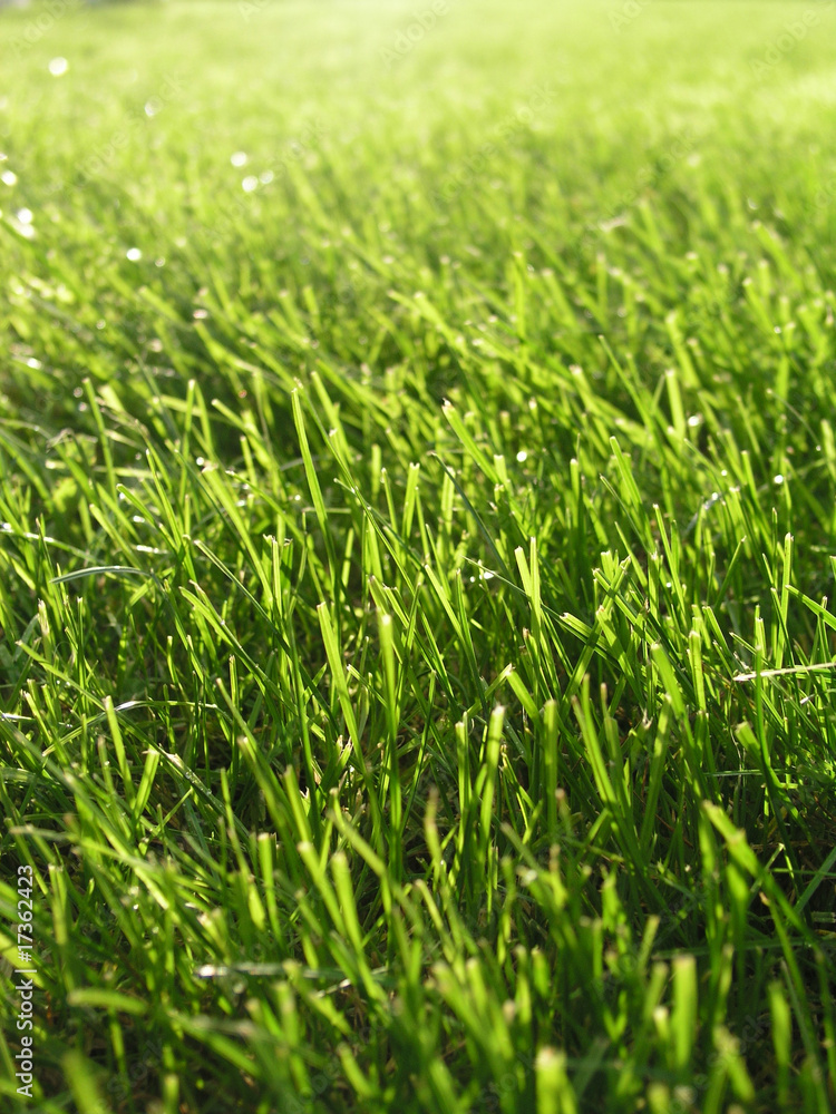 Obraz premium Rasen