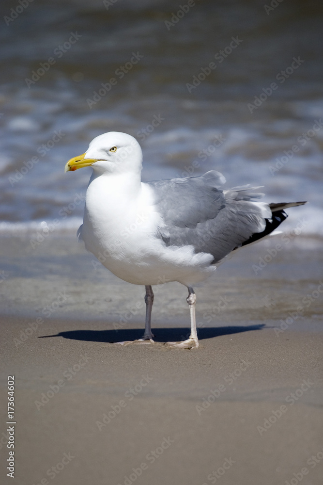 Silbermöwe Silbermöwe