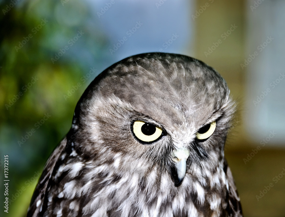 Barking Owl