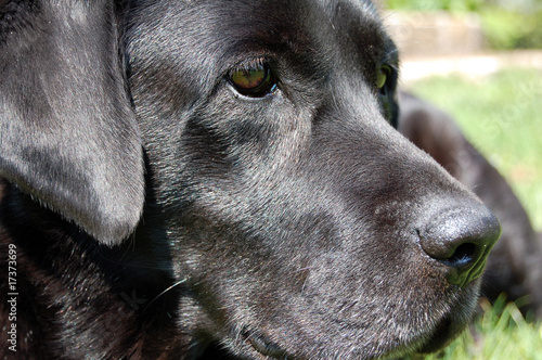 Black Labrador