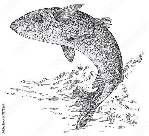 Foto Grey mullet vector