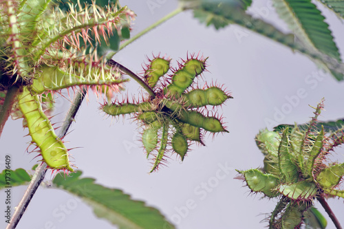 Detail of Mimosa pudica branches with seeds photo
