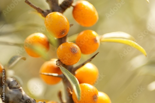 Sanddornbeeren