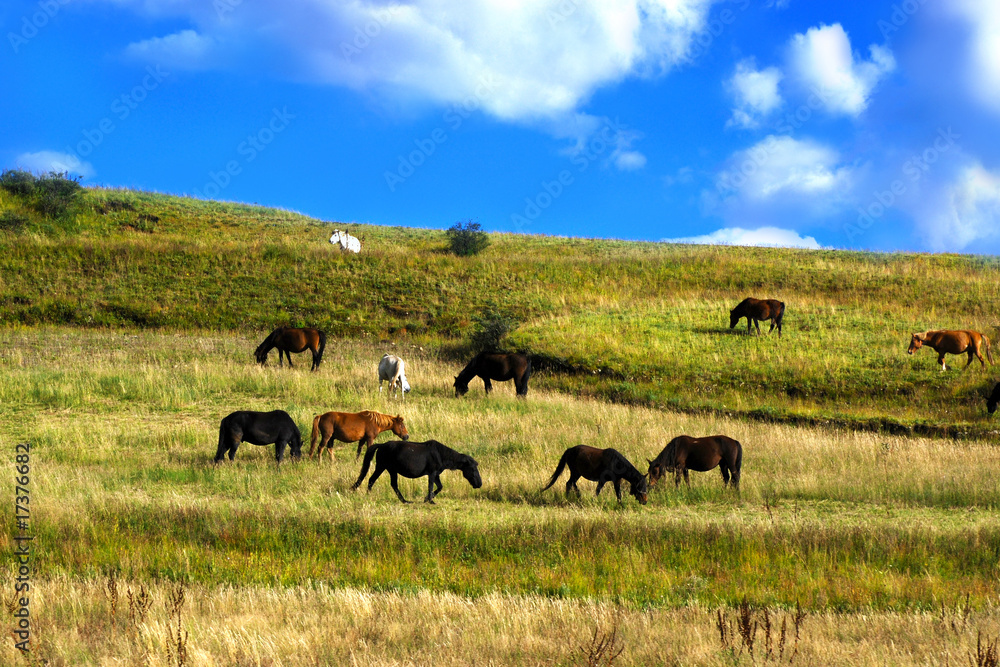 Horses on beautiful landscape