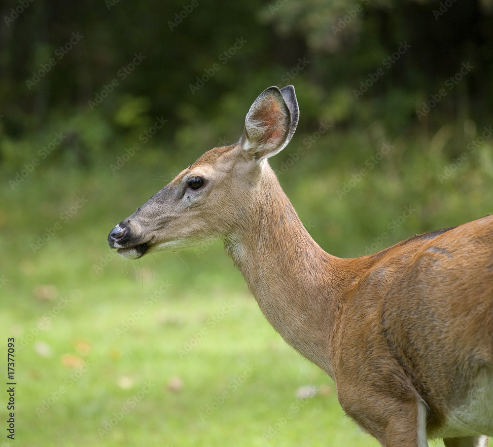 whitetail doe