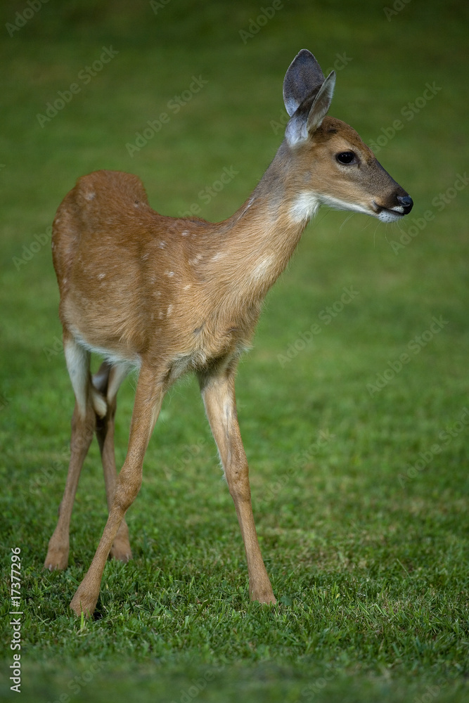strobist fawn strobist fawn
