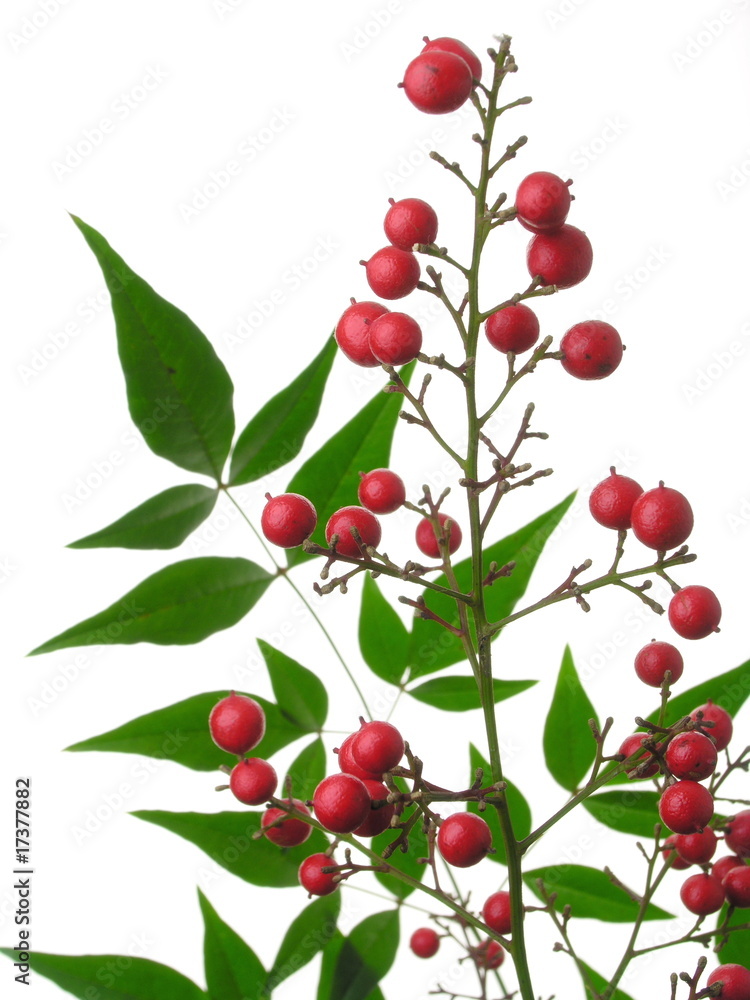Nandina domestica Nandina domestica