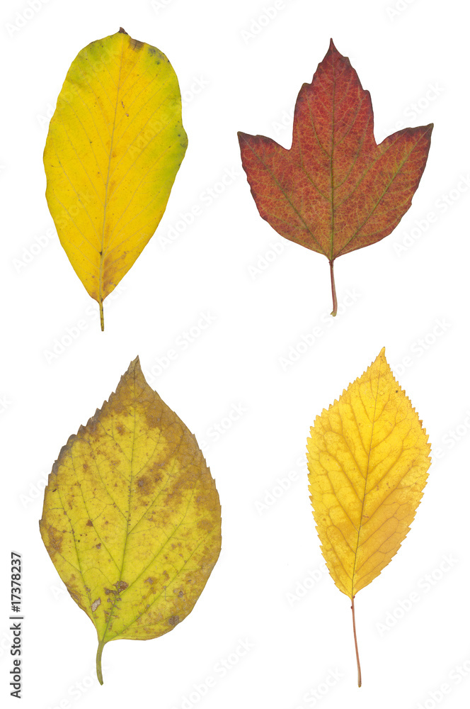 red yellow and brown autumn leaf isolated on white red yellow and brown autumn leaf isolated on white