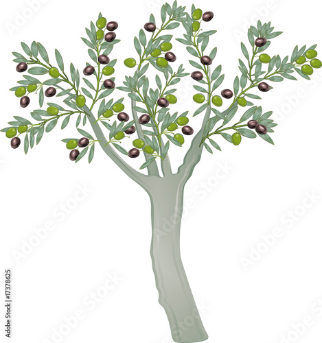 olivenbaum