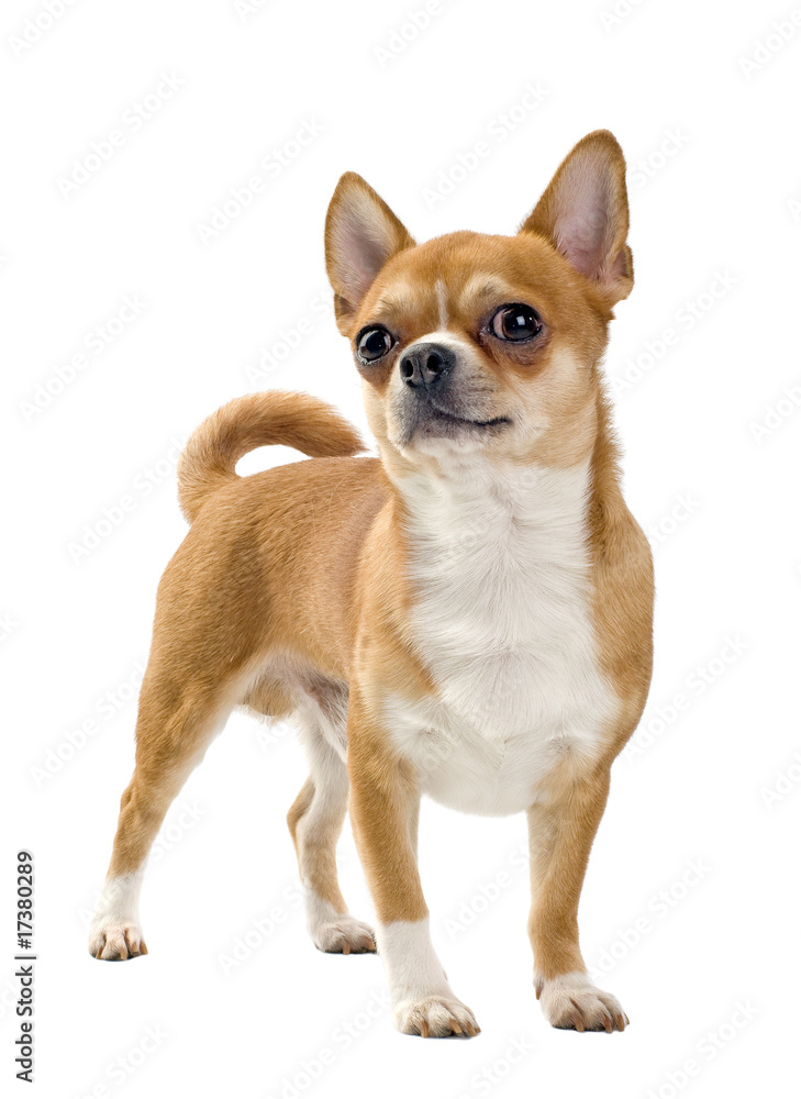Red Chihuahua isolated
