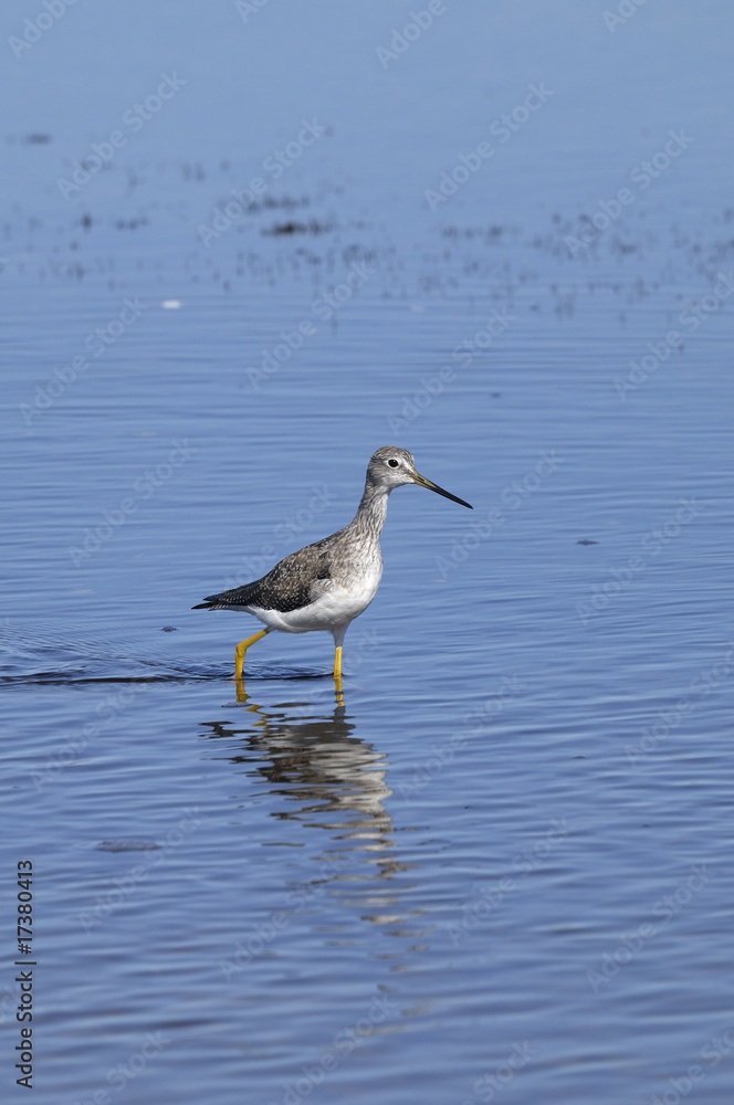 greater yellowlegs, tringa melanoleuca greater yellowlegs, tringa melanoleuca