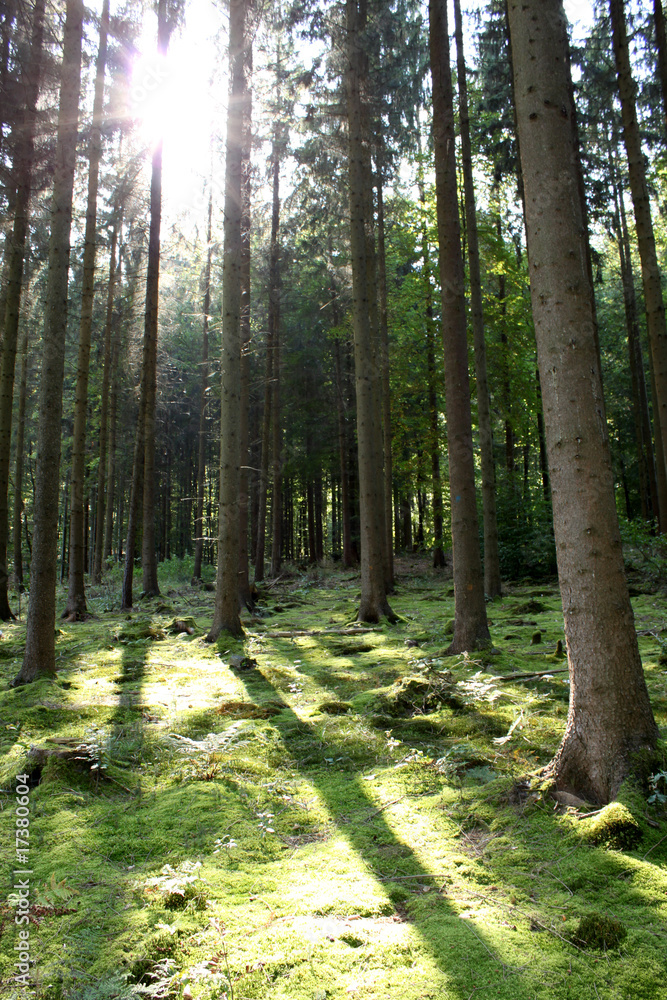 Fototapeta premium Wald