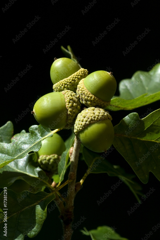 Obraz premium Eicheln; Quercus Robur