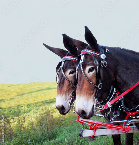 Two Mules photo