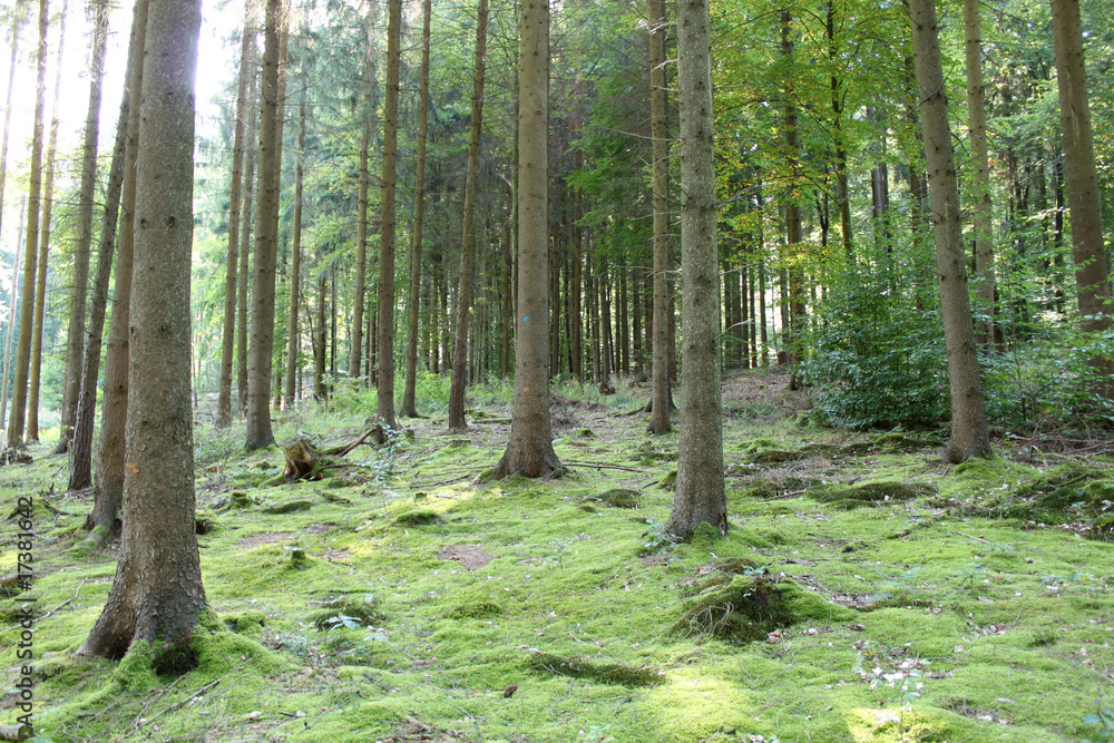 Fototapeta premium Wald