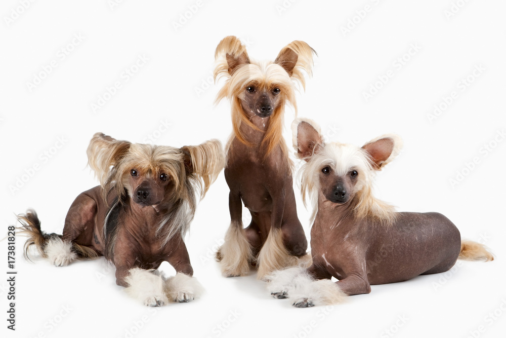 Two males and female of Chinese Crested Dog Two males and female of Chinese Crested Dog
