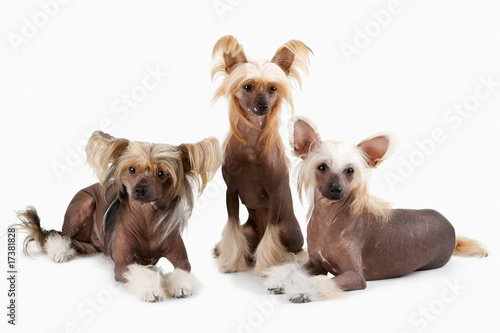 Two males and female of Chinese Crested Dog