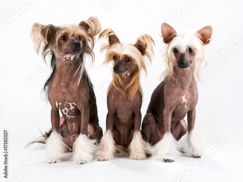 Billede på lærred Two males and female of Chinese Crested Dog