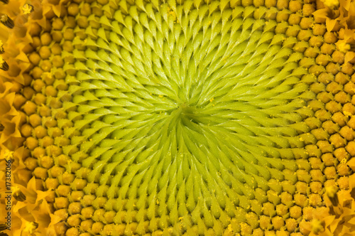 Sonnenblume; Helianthus annuus