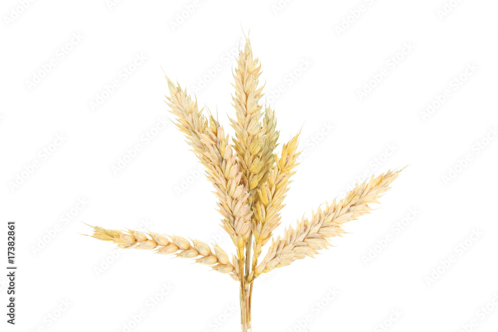 Wheat Wheat