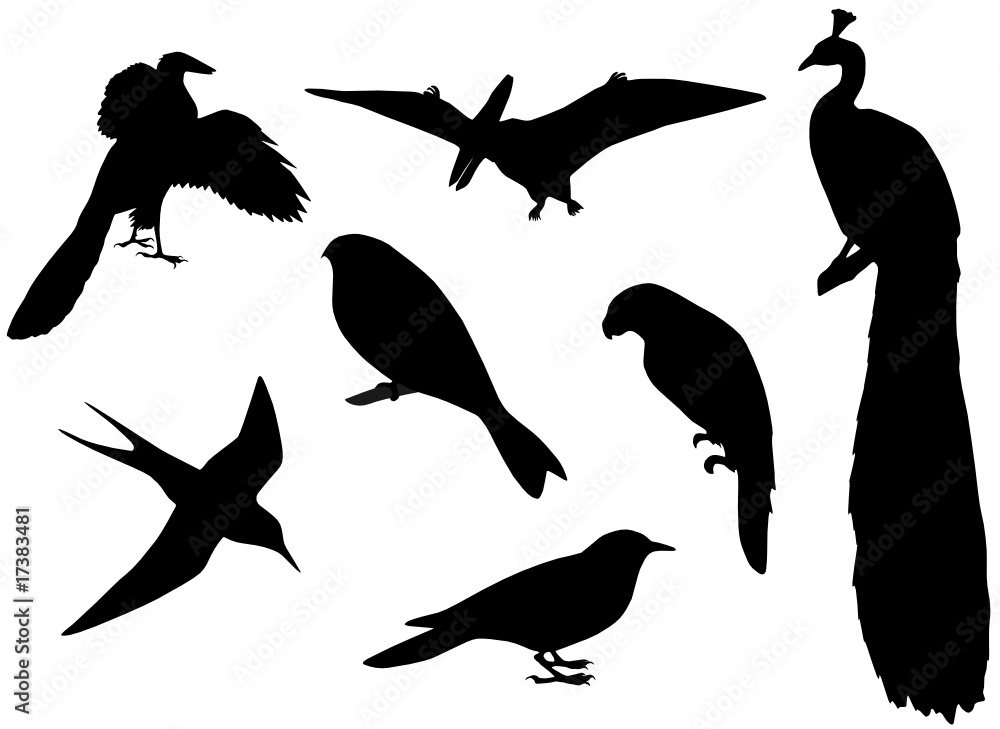 Illustration of birds