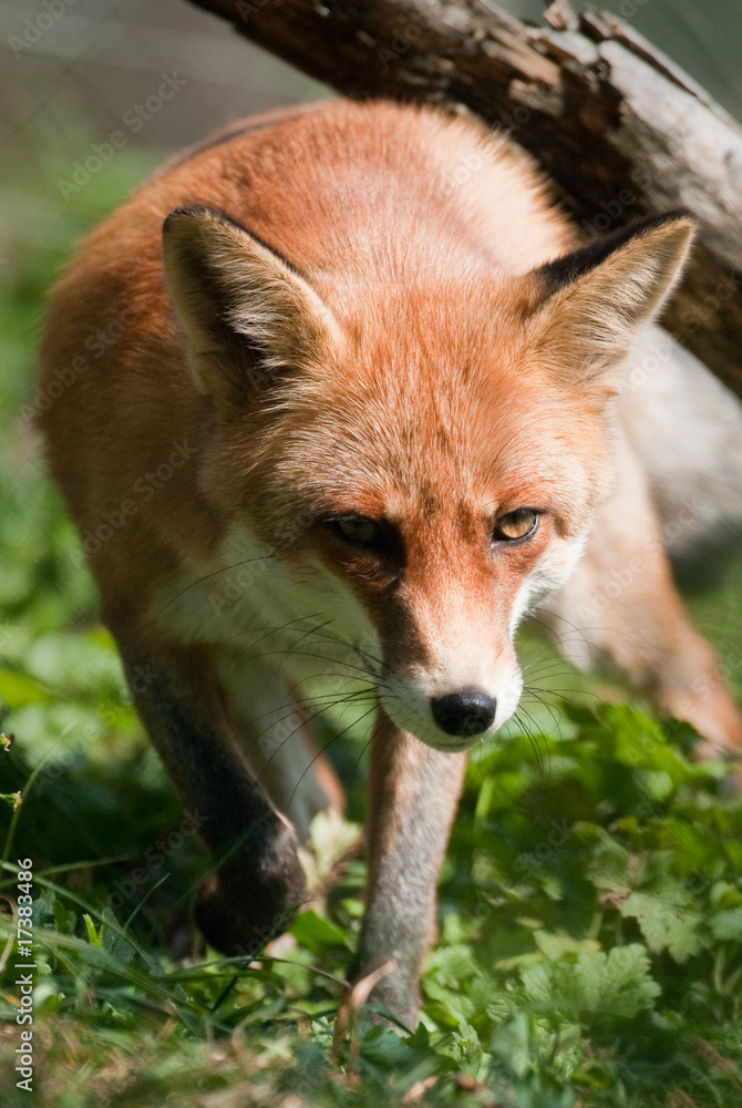 Fototapeta premium red fox