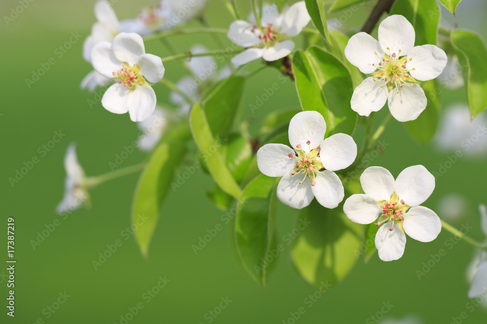 Fototapeta premium Branch of apple tree