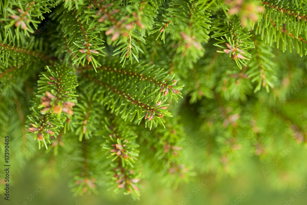 pine brunches for background pine brunches for background