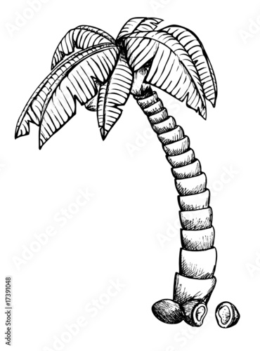 Palme, Kokosnuss, Palmenblatt, Strand, Urlaub