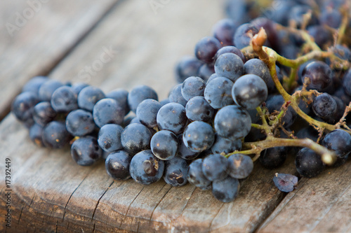 Wine Grapes photo