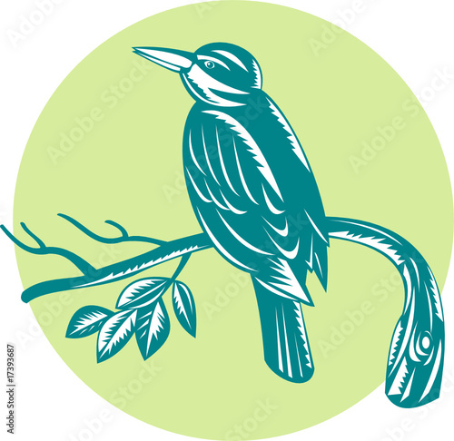 Kingfisher bird perched on branch