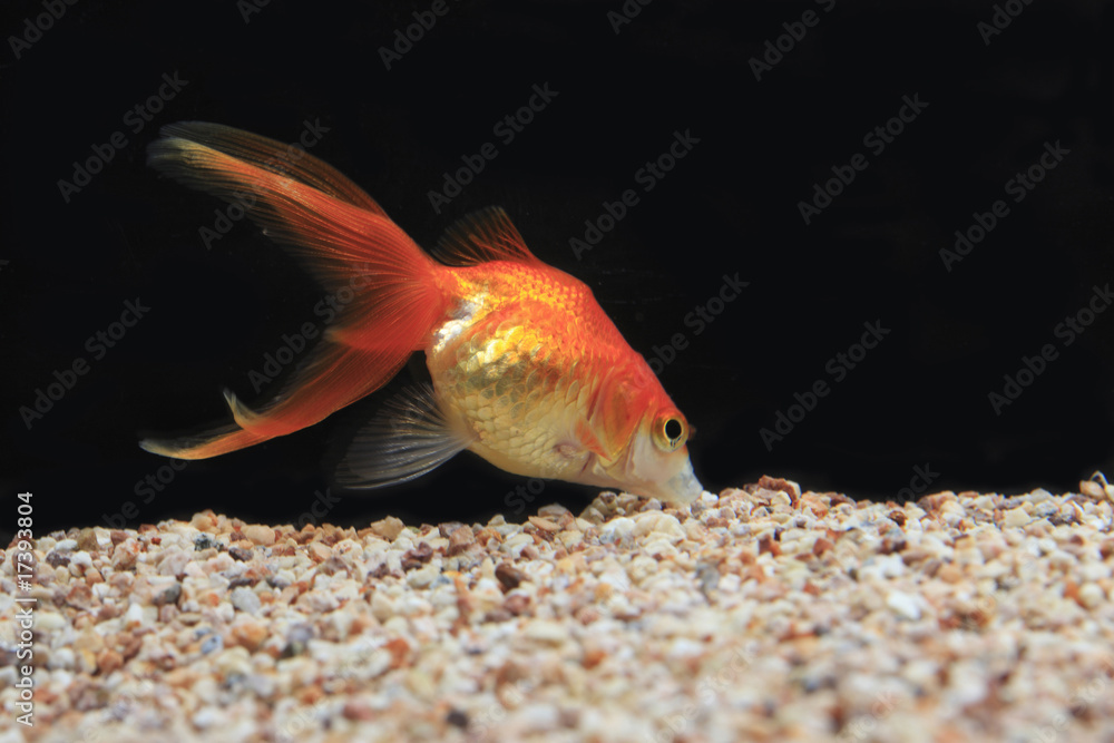 Obraz premium 金魚