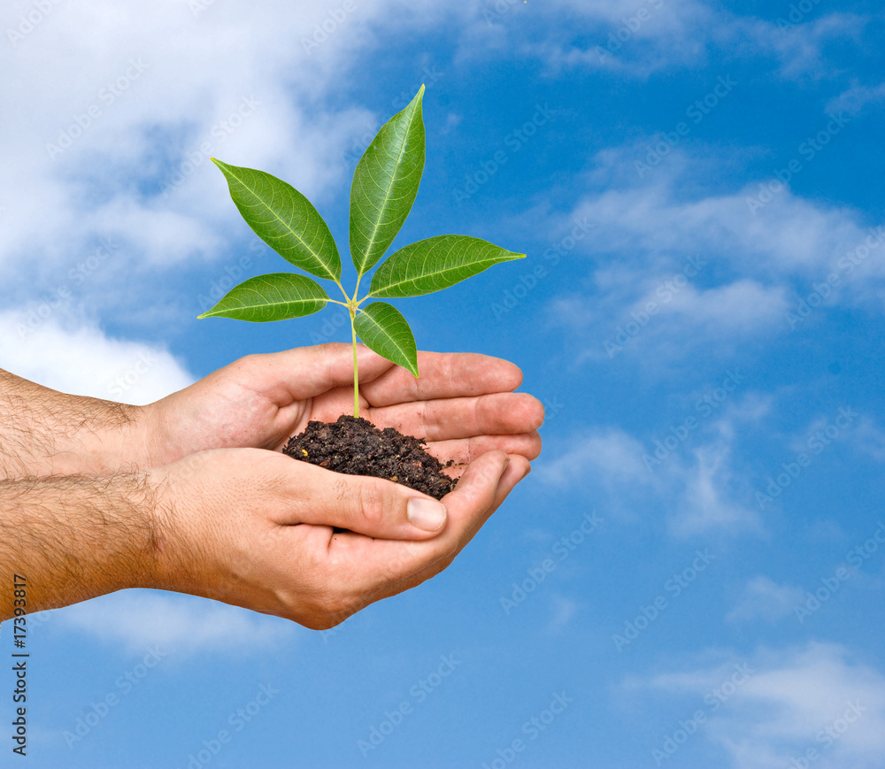 A sprout in palms as a symbol of nature protection A sprout in palms as a symbol of nature protection