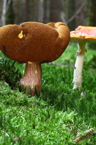 Boletus photo