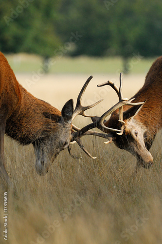 Stag Battle