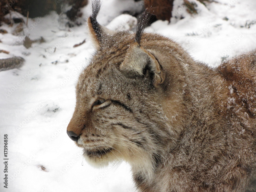 Fototapeta premium Luchs im Schnee