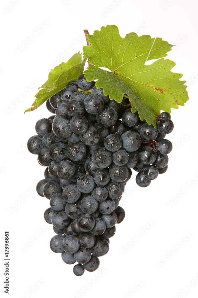 Fototapeta premium trauben