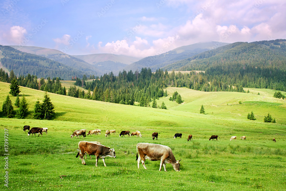 Carpathian Mountains