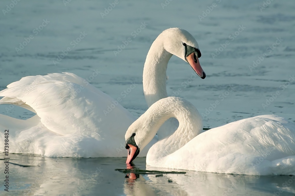 Fototapeta premium Romantic couple of swans on the lake at sunrise