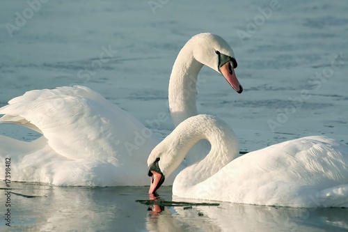 Romantic couple of swans on the lake at sunrise photo