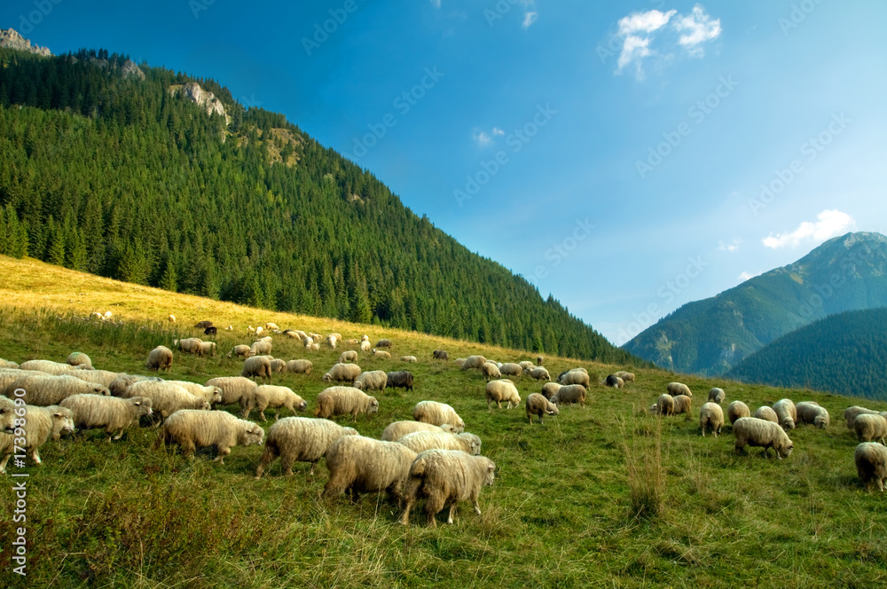 Fototapeta premium Sheep farm in the mountains