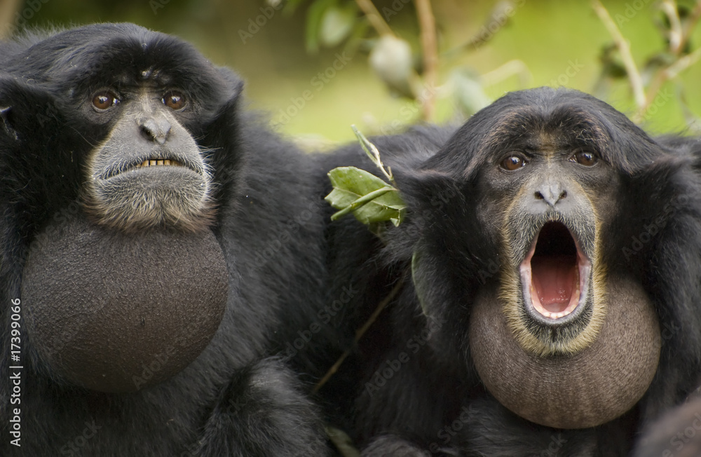 Siamang Gibbon, monkey - obrazy, fototapety, plakaty 