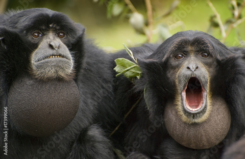 Siamang Gibbon, monkey