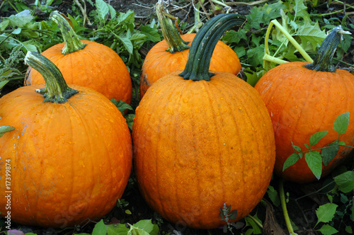 Oval pumpkins